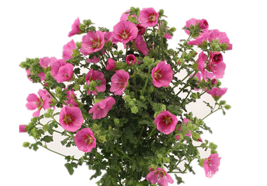 养花土发硬枝叶长的慢叶子发黄根系腐烂教你几招全解决