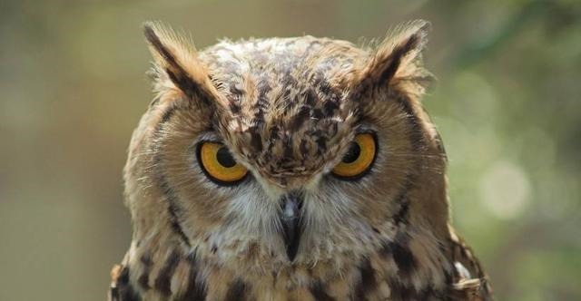 生商|“天命玄鸟,降而生商”中的“玄鸟”其实就是猫头鹰!