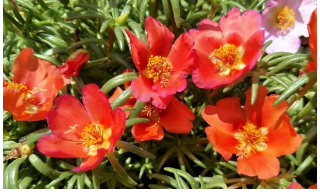 绯花玉绯花玉|这4种花要虐着养，少浇水，开花多又漂亮