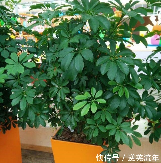 养这4盆花,在家吸烟也不怕,二手烟吸光光,空气清新,一家健康!