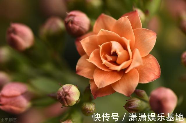 复合肥|天气转暖,建议少买4种花,观花时间短不说,还难度夏