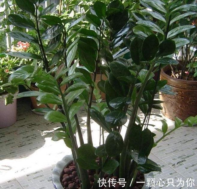 立冬过后,买3盆吉祥花养家里,十分上档次,你喜欢吗