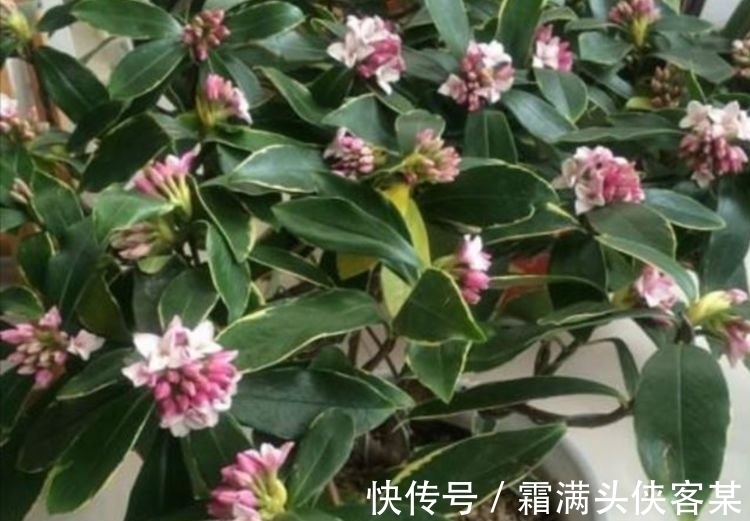 4种“女神花”，婀娜多姿，去除异味，还香飘满屋，心情好！