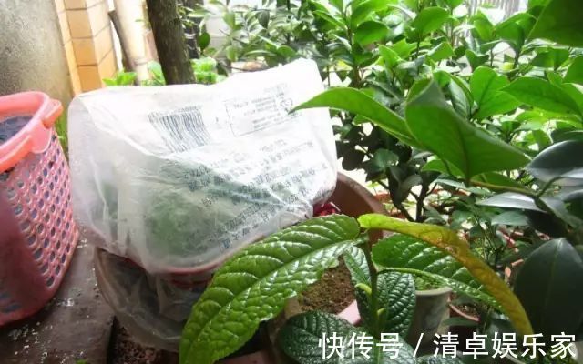 米兰花|夏季扦插茶花米兰花有妙招,套个塑料袋,保湿好生根快不死苗