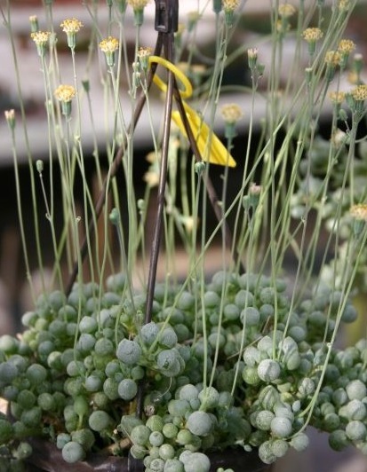 名字好听，长得又好看的多肉—锦上珠，水滴状叶子太好看