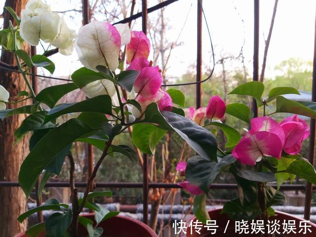 三角梅开花少、不开花学会这“3招”,不出1个月,开成大花球!