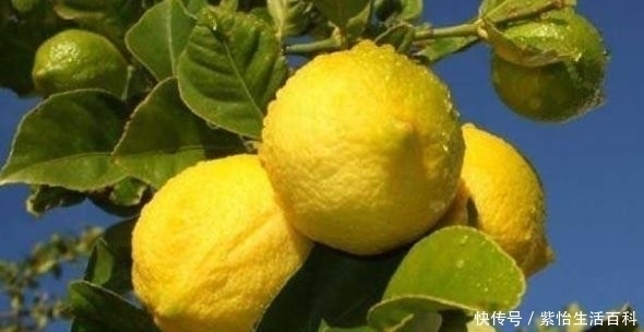 种子|柠檬治疗便秘、生津健胃,农民只需掌握四点,收获高产优质柠檬