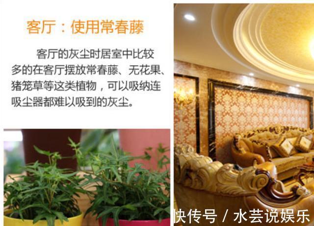 灰尘|如何让家里更加的清新4个地方摆放绿植,给你带来不一样的感觉