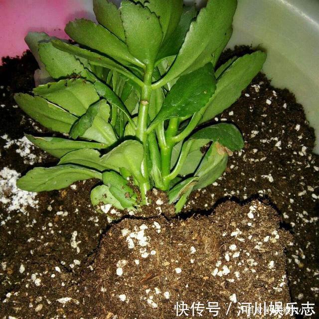 养花|路上遇这“三种花”马上挖回家，遇水易疯长，古代大户人家最爱养