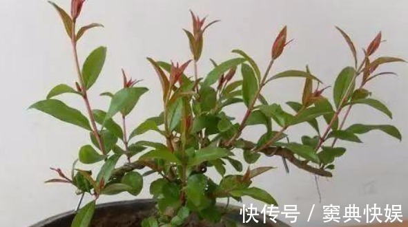养花就用几种“神器”,花盆不积水,植物涨势好不烂根