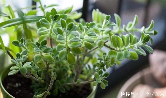 这3种花可以放在房间里面,听说对睡眠有好处!