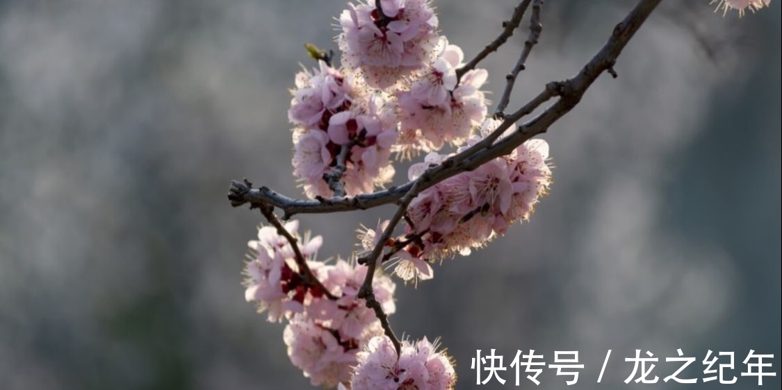 苕溪!杏花消息雨声中。陈与义备受宋高宗激赏的一首诗,读来心生安暖