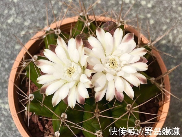 花卉|新手养花,就选择花中精品,娇小玲珑,花开似火的花卉,娇艳欲滴