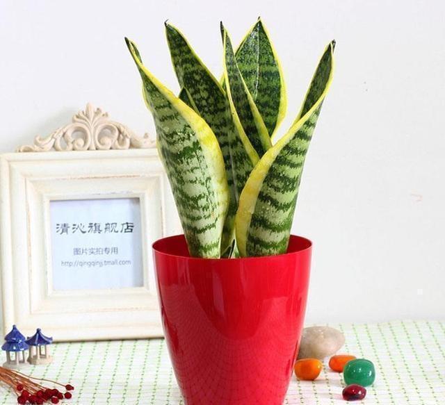 无根“虎皮兰”,上盆简单,2样东西一掺,毛根嗖嗖长,叶子高大