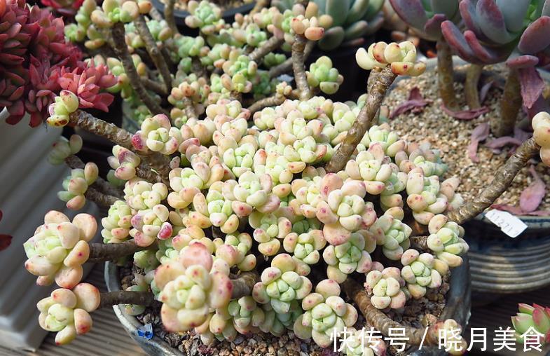 盘点5款“香香多肉”,好养好看颜值高,摆在阳台香气飘飘