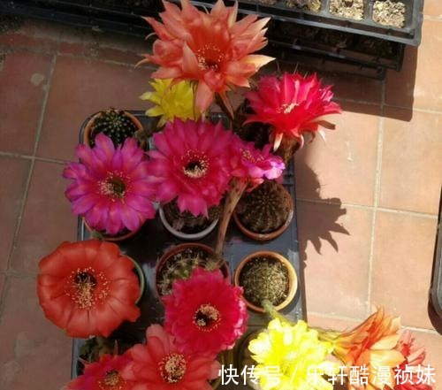 8种“洋气花”，天冷别喷水，不然黄叶、掉花苞，越养越难看