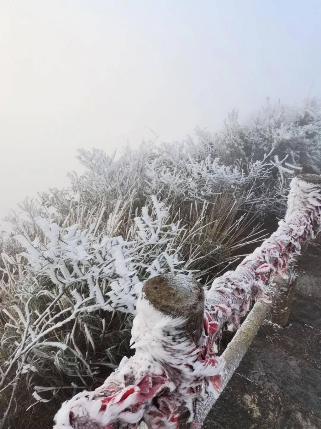 气温|大明山绝美雾凇已到货，美了美了！