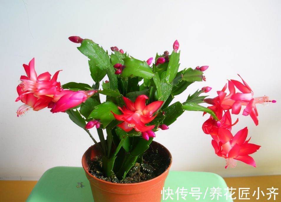 蟹爪兰从扦插到开花只需2个月,详细步骤告诉你