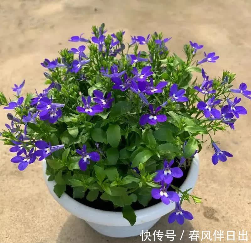 春天养花有妙招,院子里栽一棵“花王”,满院“春光”,特别喜人