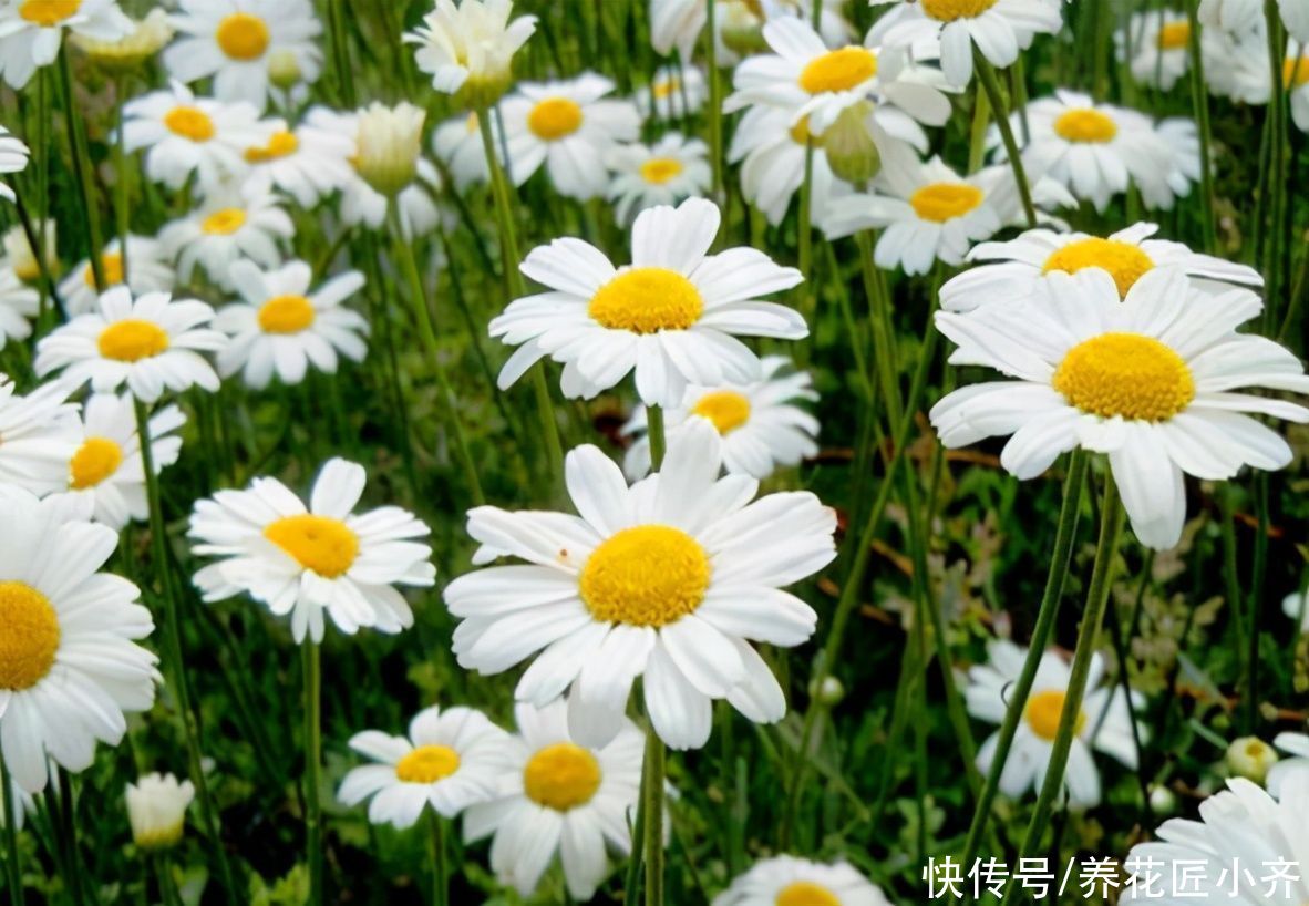 艾草|进入夏季蚊虫变多，养上几盆“驱蚊花”，不仅能观赏，还能驱蚊草