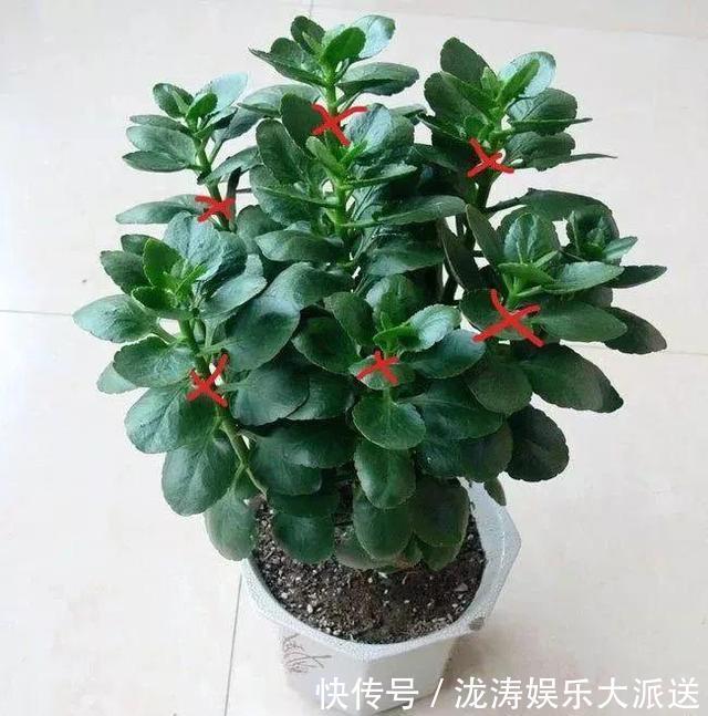 浇水|进入6月，养长寿花蟹爪兰“剪几刀”，喂点小颗粒，到了9月蹭蹭长