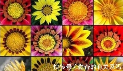 花朵|花朵也有不同的意义,世界上的美丽花朵,大自然的惊艳之作