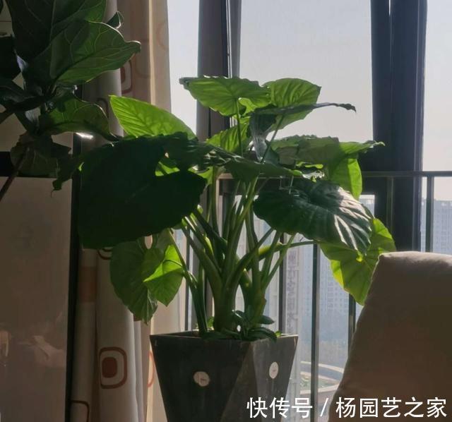 散尾葵|夏天多养大叶子植物,高端又漂亮,大热天也凉快