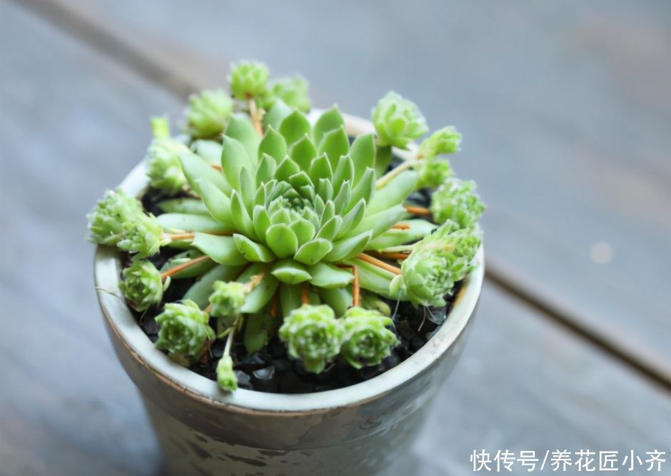 多肉植物|新手阳台养多肉的2个“烦恼”,不要着急,要针对“问题”去解决