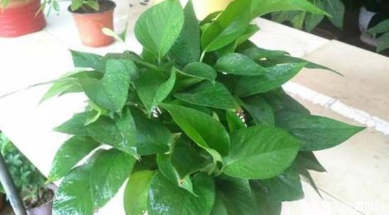 坏毛病|花草总养不活?全赖园艺新人惯成了这些“坏毛病”