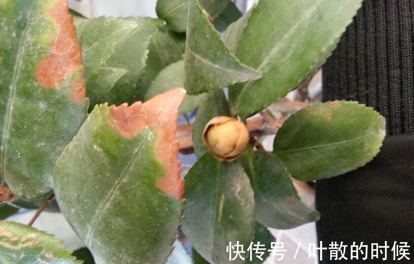 蝴蝶兰|公认“难养”的5种花,没有10年以上的养花经验,建议别买