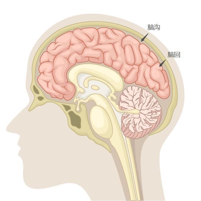 大脑|顺产和剖腹产的孩子谁更聪明？终于找到最全答案！