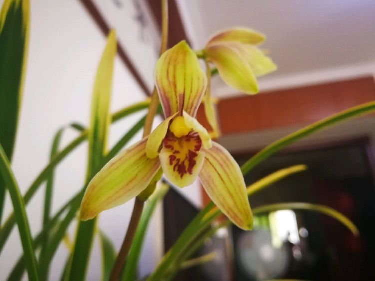 喜欢菊花,不如养盆此款花卉,似佳人起舞,婀娜多姿