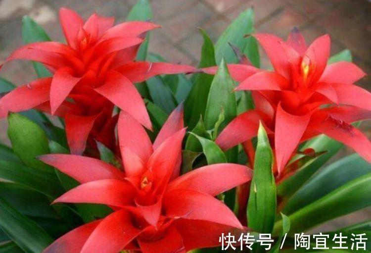 4种花超漂亮,开起花来拦不住,美不胜收