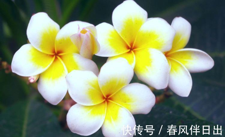 花色|农历7月13日开始,养花养个耐看的,开花幽香暗淡,花色惊艳清新