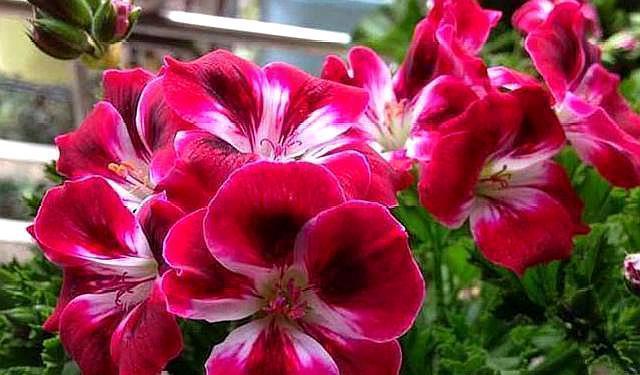 天竺葵神奇的“一劈”,给予适量的水,温度,不几天就能生根成活