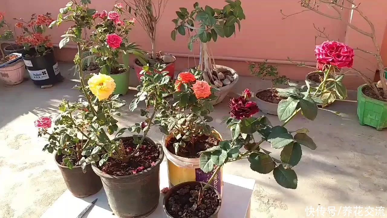 指南|盆栽月季度夏指南，夏季预防病虫害和促花技巧