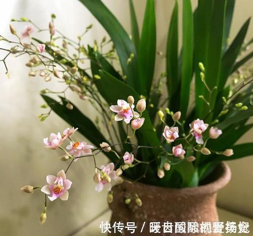 养护|6种“香水花”冬天不怕冷,越冷越香艳,雍容贵气,进屋染香气