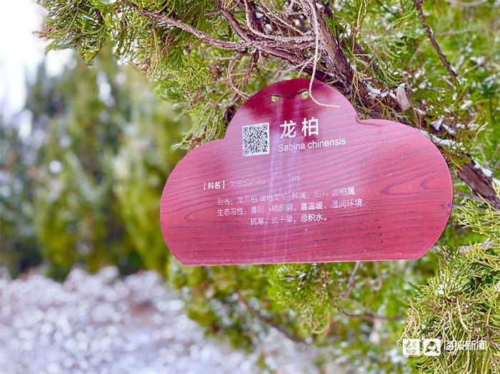 新闻记者|组图｜煮酒温茶，有雪如画 邂逅2021年末这场大雪