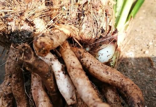 兰花叶芽与花芽的区别？虽然很好分辨，但是变化莫测