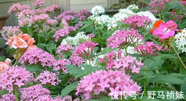 阳台上|喜欢养花,就养这4种花,越晒开花越旺,花市都抢着买