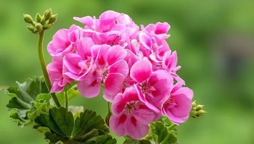  茉莉花|花香最浓的4种花，比茉莉花还香，花叶共赏，栽培容易