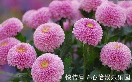 牡丹|此花,开似“乒乓球”,比菊花好养,比牡丹有趣,寓意团圆美满