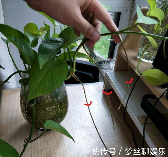 君子兰|老花农1句话,茶花养的花大叶绿,比看书还长知识!