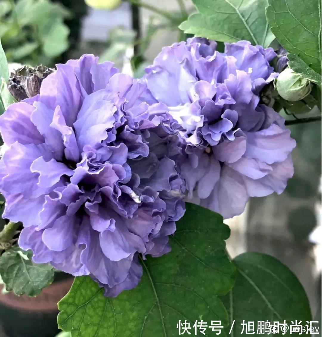 30种夏天花,热不死、晒不死,大半年都开花,还没病虫害