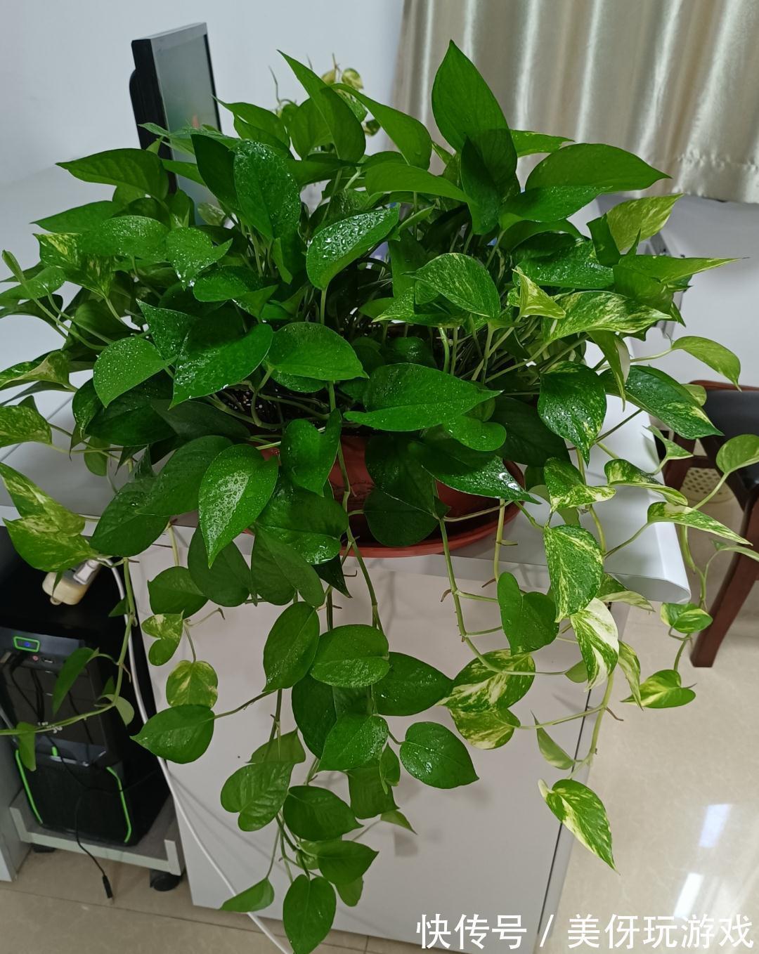 九死还魂草|9种养不死的花，绿萝只能排最后，再养不活就剁手吧