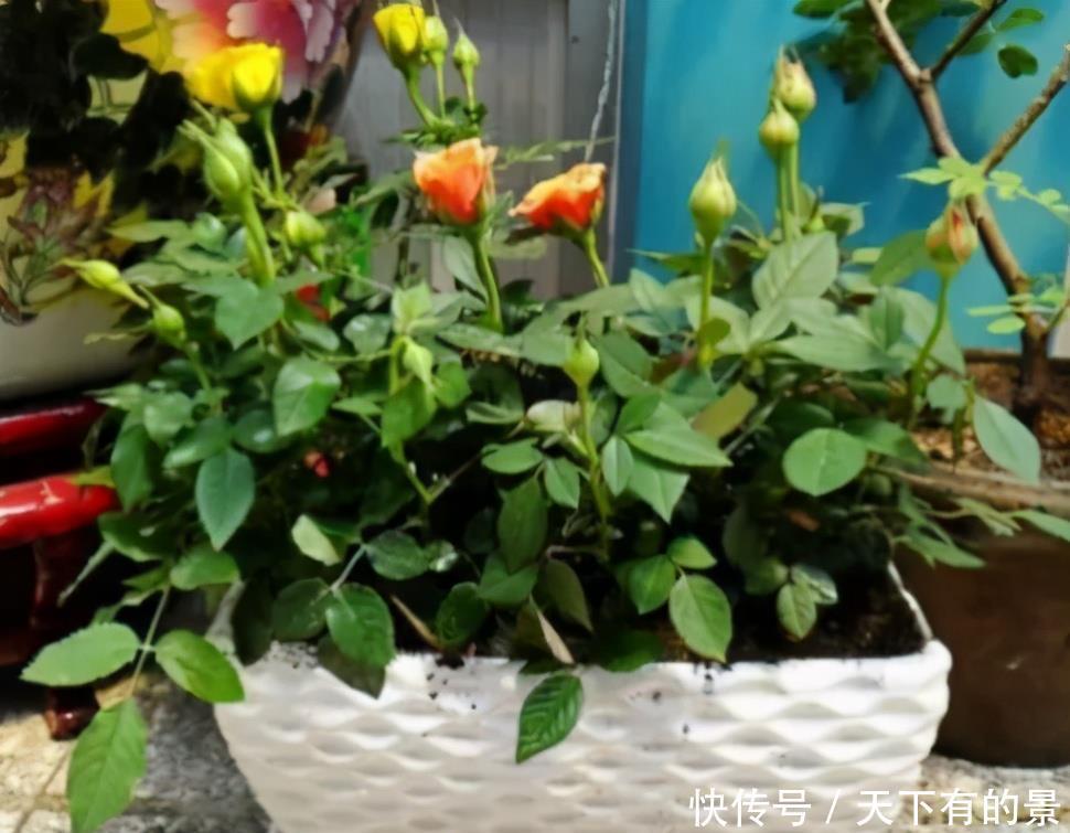 室内养花最烦“病虫害”,告诉你这些关键点,让花少生病