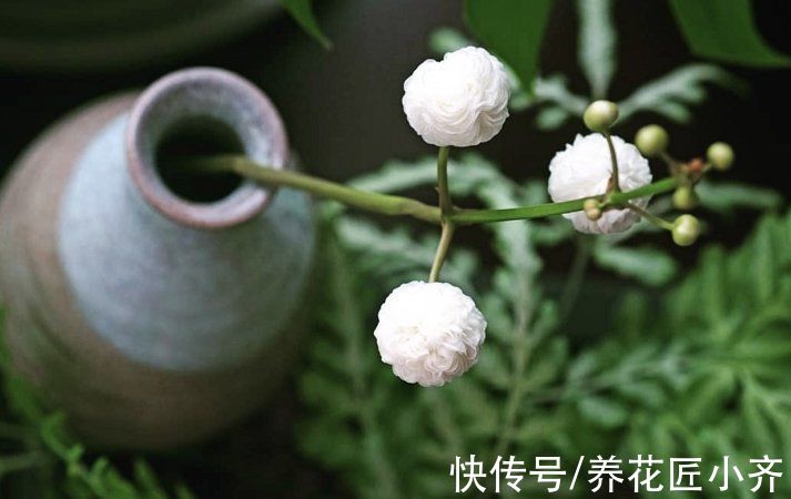 比睡莲好养,比碗莲容易开花,它叫“慈姑花”,有水就能活