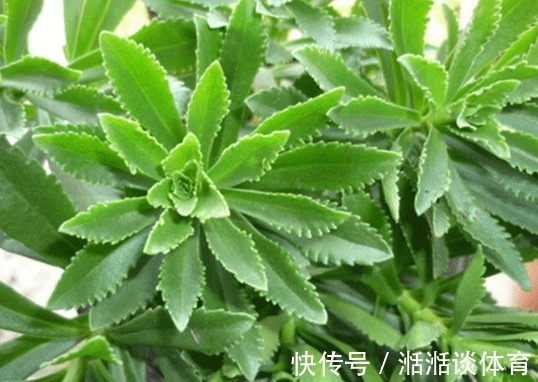 心菜|曾被当野菜吃,钙含量堪比钙片,如今种植亩产超万元,见到别错过