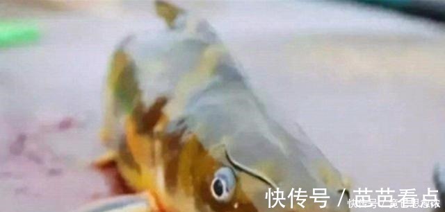 别再七想八想,“征服”黄颡鱼就得用这钓法,不料刚一下竿就有口!