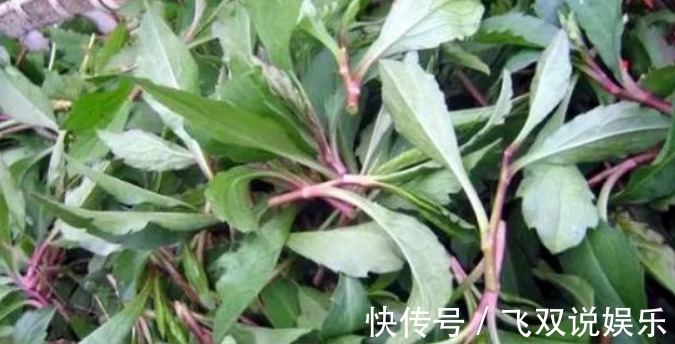 功效|农村这种喂猪的野草,能防癌抗癌,清热解毒,凉血止血,你认识吗